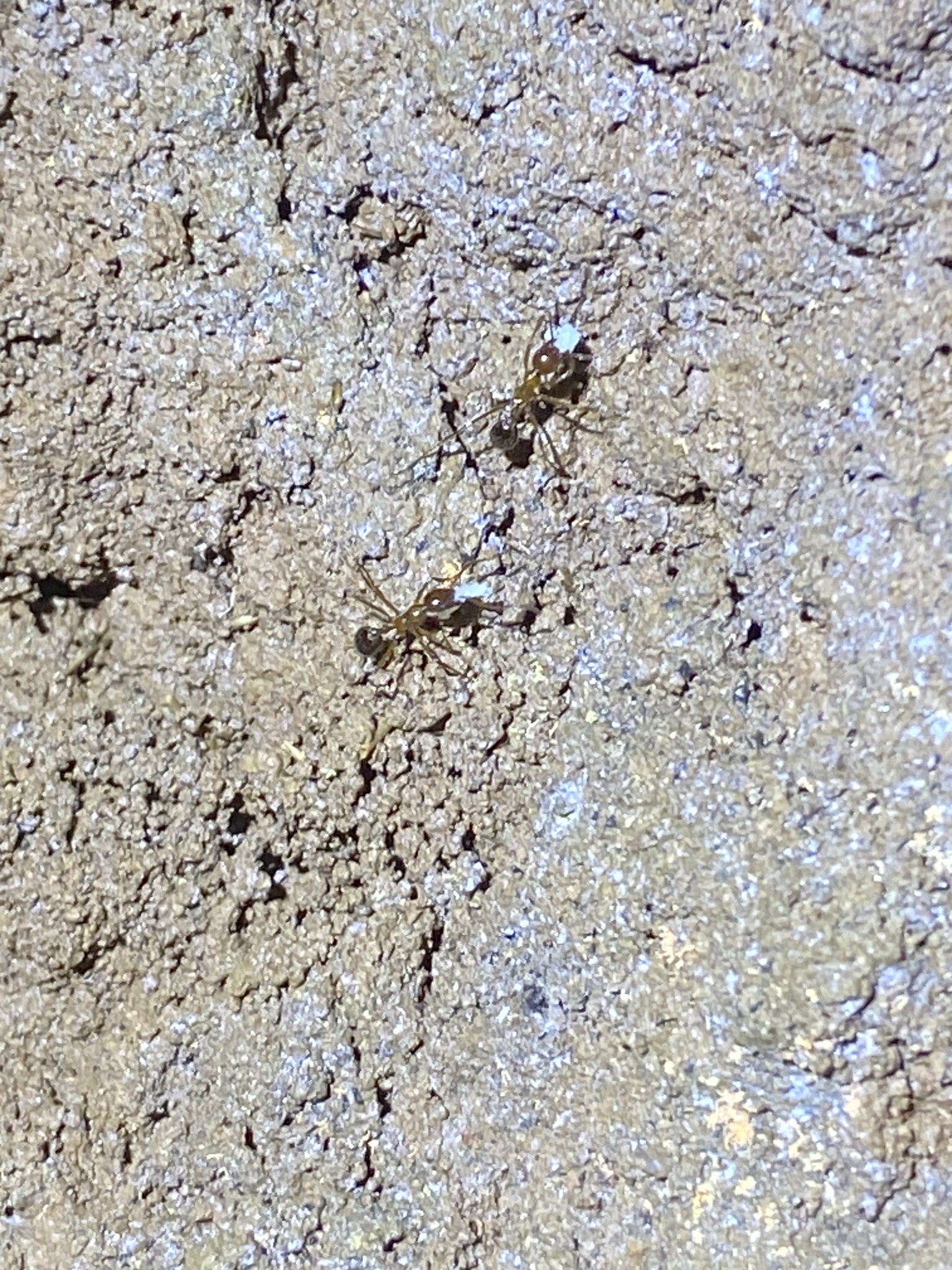 Megalomyrmex milenae