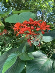 Clerodendrum speciosissimum
