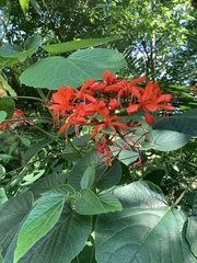Clerodendrum speciosissimum
