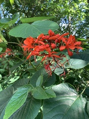 Clerodendrum speciosissimum