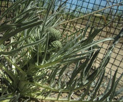 Cirsium pitcheri