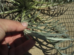 Cirsium pitcheri