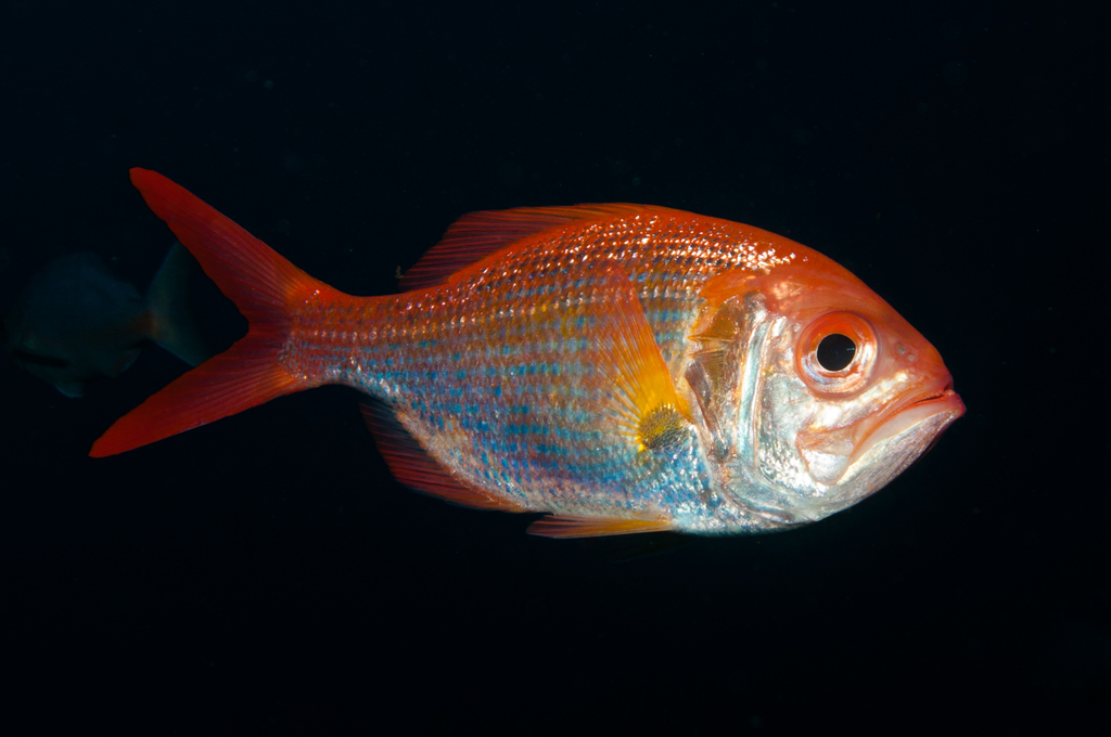Eastern nannygai (Centroberyx affinis) — Berycidae