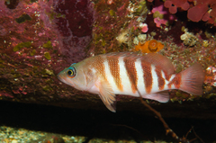 Redbanded Perch photo 2