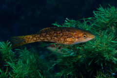 Bluefinned Butterfish photo 4