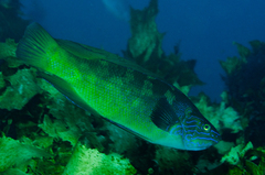 Bluefinned Butterfish photo 1