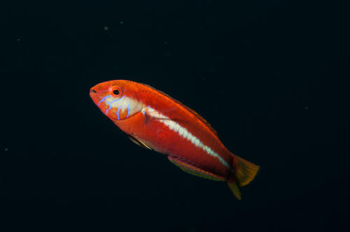 Aylings lipvis (Suezichthys aylingi) — Labridae — 5