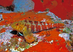 Banded Triplefin photo 2