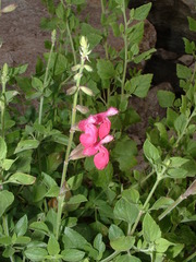 Salvia lemmonii