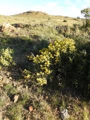 Pentziinae
