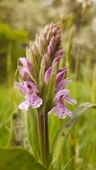 Dactylorhiza × grandis