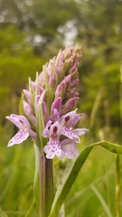 Dactylorhiza × grandis