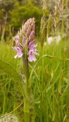 Dactylorhiza × grandis