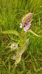 Dactylorhiza × grandis
