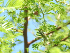 Staleochlora viridicata