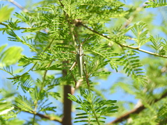 Staleochlora viridicata