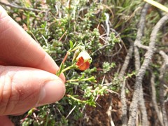 Hermannia filifolia
