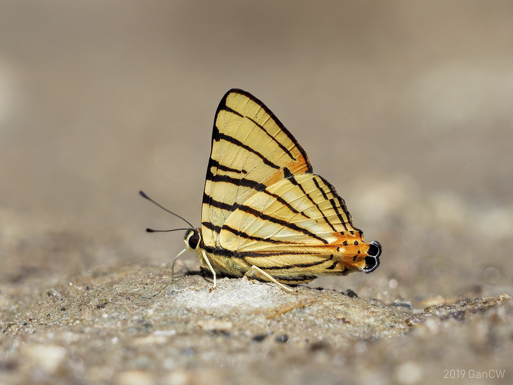 Striped Punch