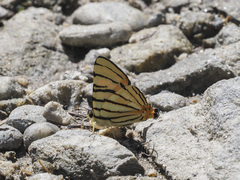 Dodona adonira