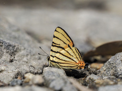 Dodona adonira