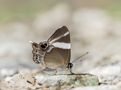 Abisara chela