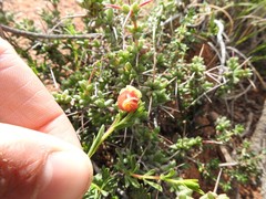Hermannia filifolia