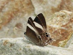 Abisara chela