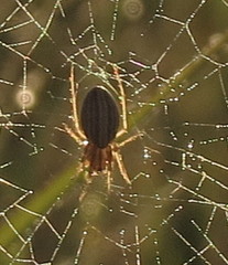 Larinia borealis