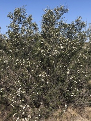 Lindleya mespiloides