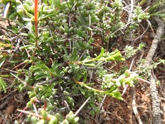 Hermannia filifolia