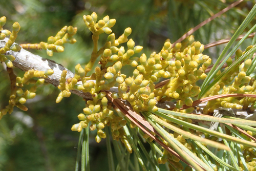sugar pine dwarf mistletoe (Arceuthobium californicum)