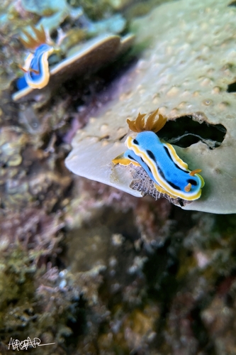Anna's Chromodoris (Chromodoris annae)