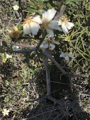 Lindleya mespiloides