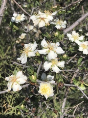 Lindleya mespiloides