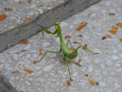 Stagmatoptera hyaloptera