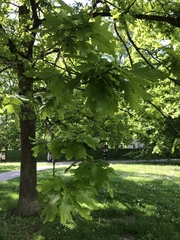 Quercus robur