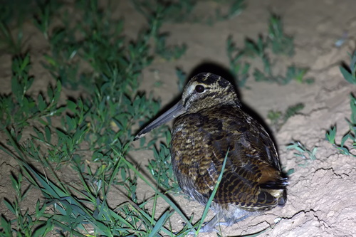 Chocha perdiz (Scolopax rusticola)