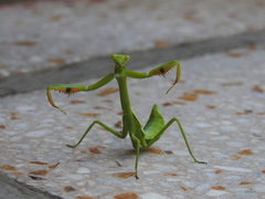 Stagmatoptera hyaloptera