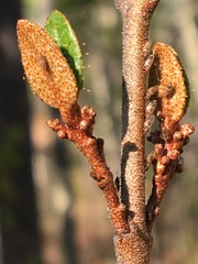 Bactericera shepherdiae