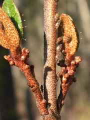 Bactericera shepherdiae