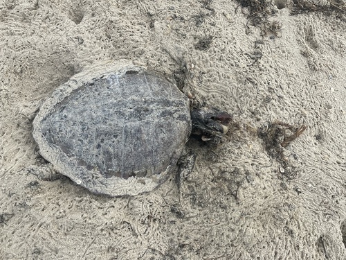 Kemp's Ridley Sea Turtle photographed in Virginia