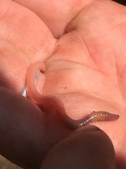 Aporrectodea caliginosa