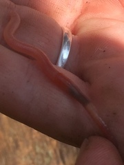 Aporrectodea caliginosa