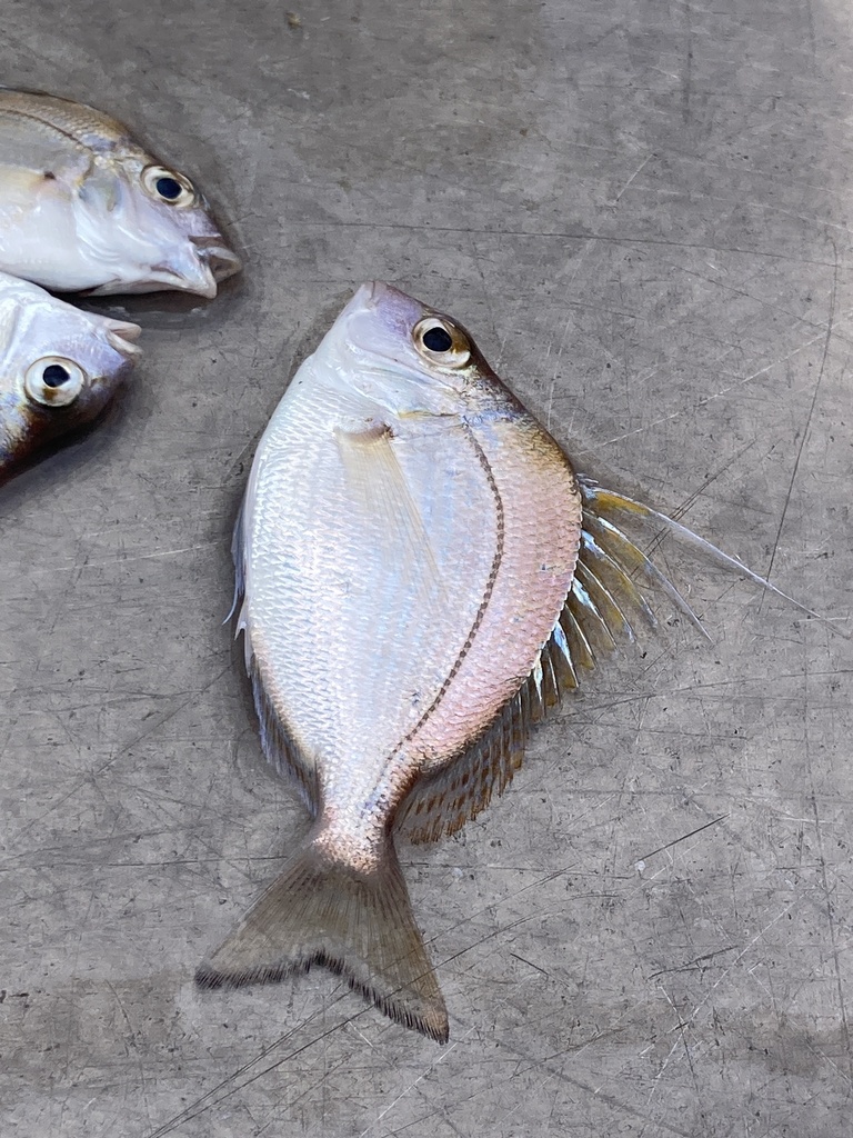 Longspine porgy (Stenotomus caprinus) — Sparidae