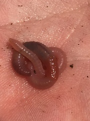 Aporrectodea caliginosa