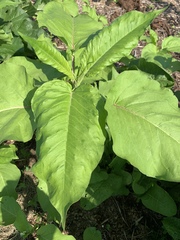 Amaranthus caudatus