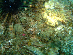 Hapalochlaena lunulata