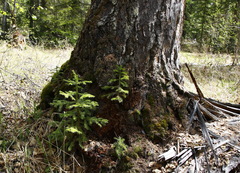 Picea jezoensis jezoensis