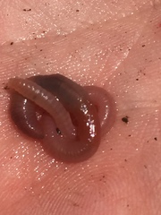 Aporrectodea caliginosa