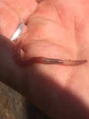 Aporrectodea caliginosa